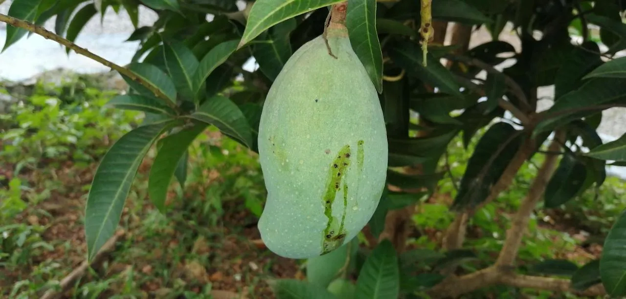 Pranavam Resort Mundrothuruth
